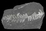 Wide Fossil Seed Fern Plate - Pennsylvania #79605-2